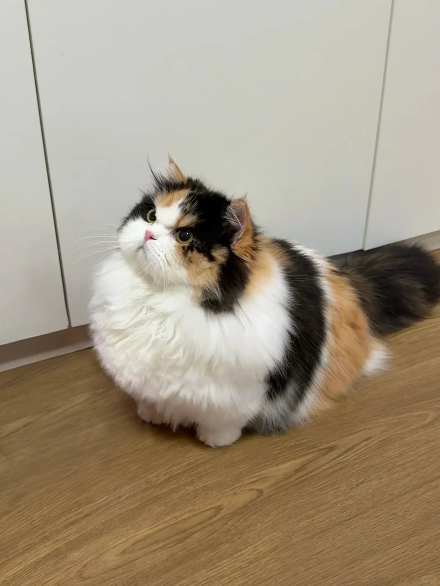 Source photo of a long-haired calico cat