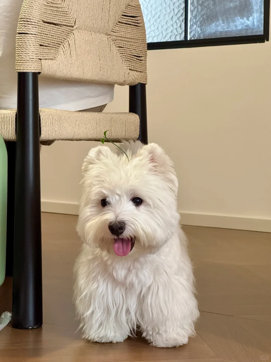 Original reference photo of the same white terrier
